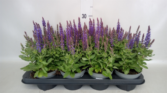 <h4>Salvia nemorosa 'Blauhuegel'</h4>