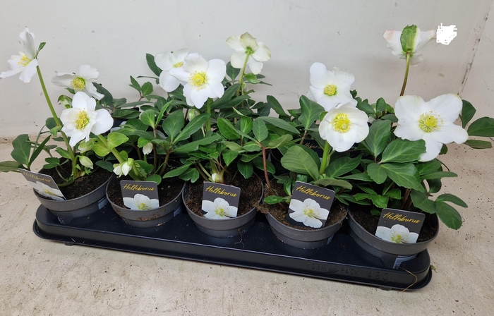 <h4>HELL NI CHR CAROL</h4>