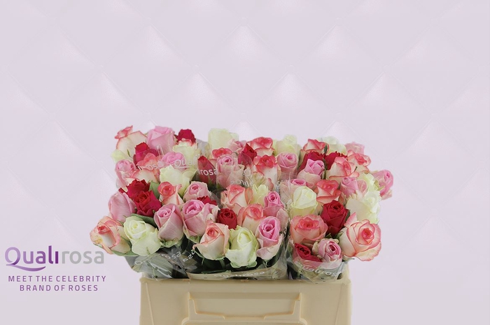 <h4>R Gr Mix Madam Cerise</h4>
