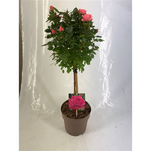 <h4>Stamroos P19 Roze</h4>