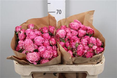 <h4>R Tr Lady Bombastic</h4>