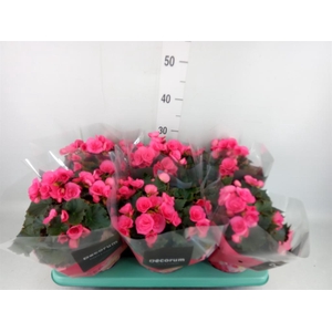 Begonia elat. HL 'Adonia Pink'