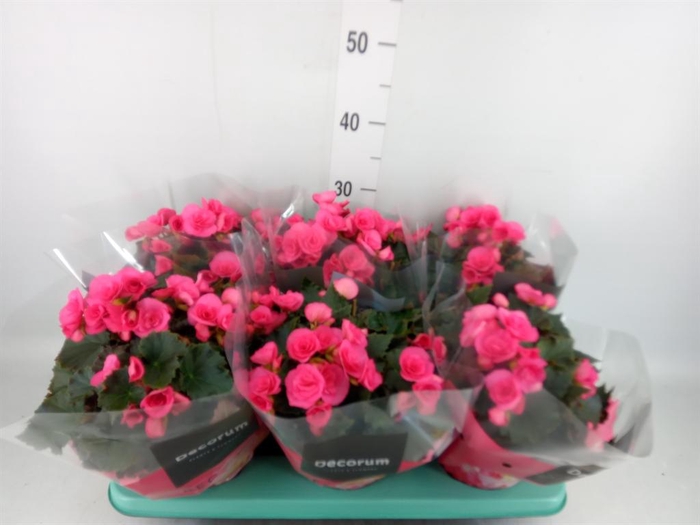 <h4>Begonia elat. HL 'Adonia Pink'</h4>