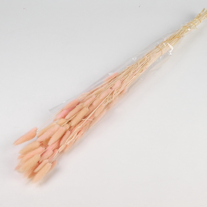 <h4>DF Lagurus Bs 50g/70cm L.Pink</h4>