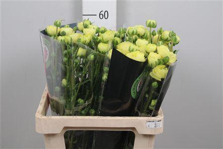 <h4>Ran N Moderna Limon</h4>