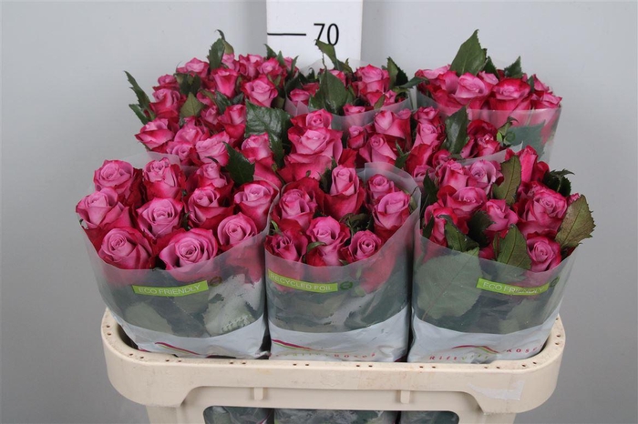 <h4>R Gr Cassis</h4>