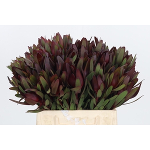 Leucadendron Safari Sunset