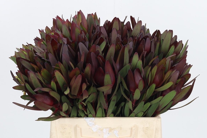 <h4>Leucadendron Safari Sunset</h4>