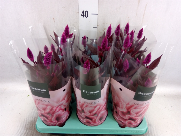 <h4>Celosia arg. SP 'Mystic Shades'</h4>