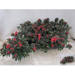 RHODO SI GLASERTYP 9