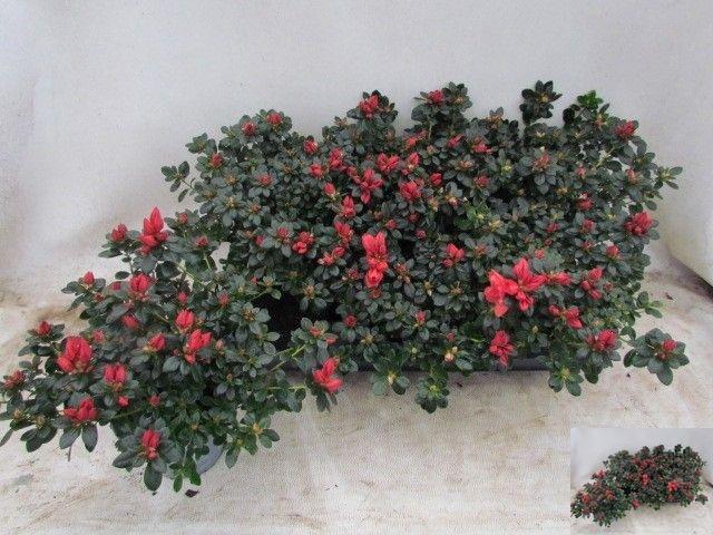 <h4>RHODO SI GLASERTYP 9</h4>