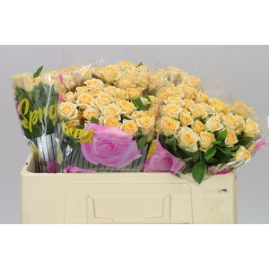 Rosa Tr Trinity