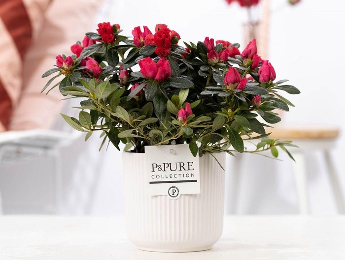 <h4>1st class Azalea red in P&PURE Sophie ceramics white</h4>