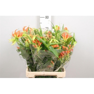 Gloriosa Exot Orange Long