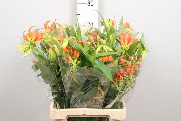 <h4>Gloriosa Exot Orange Long</h4>