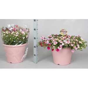 CALIB MINIF GEM POT