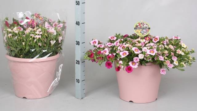 <h4>CALIB MINIF GEM POT</h4>