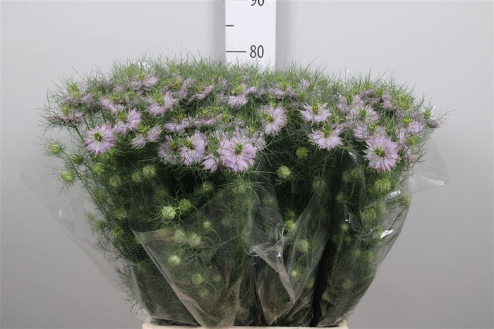 <h4>Nige D Baby Pink</h4>