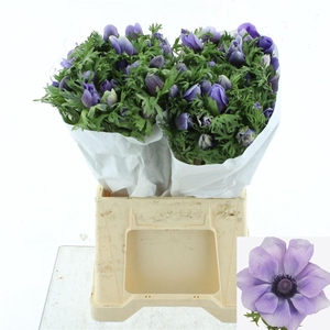 ANEM CO MIS + AZZURR