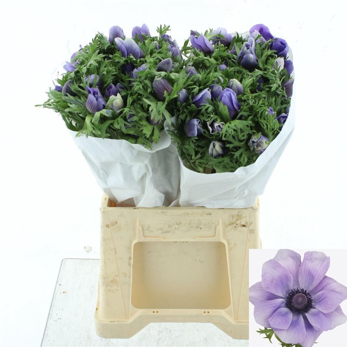 <h4>ANEM CO MIS + AZZURR</h4>