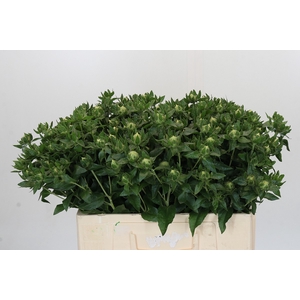 Carthamus Oranje