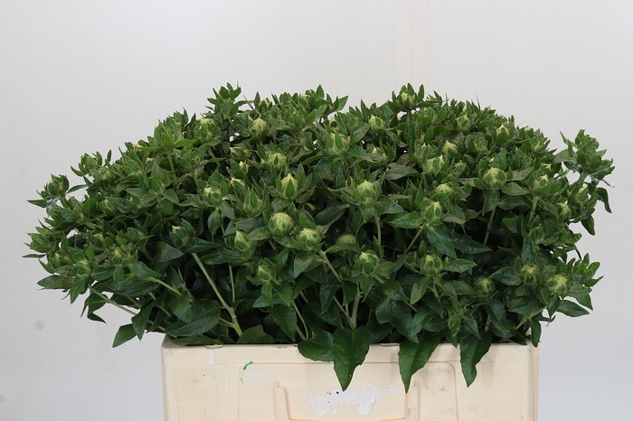 <h4>Carthamus Oranje</h4>