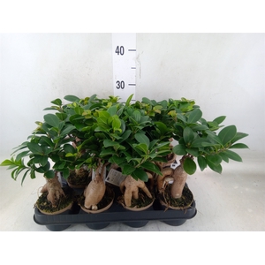Ficus microcarpa 'Ginseng'
