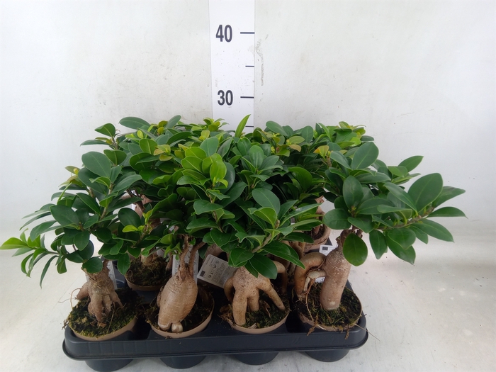 <h4>Ficus microcarpa 'Ginseng'</h4>