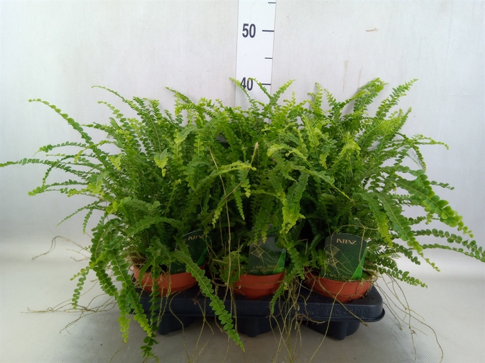 Nephrolepis cord. 'Duffii'