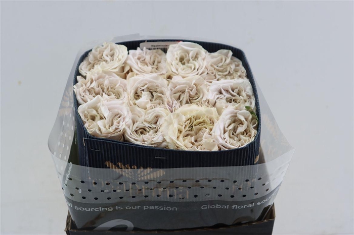 <h4>Rosa Garden Westminster Abbey</h4>