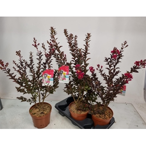 LAGERSTR INDICA