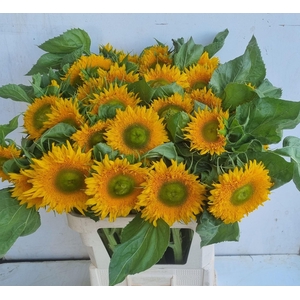 HELIANTHUS AN. 'SOLANO DOUBLE'