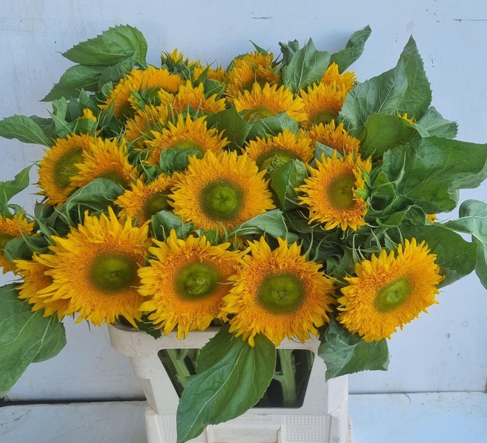 <h4>HELIANTHUS AN. 'SOLANO DOUBLE'</h4>