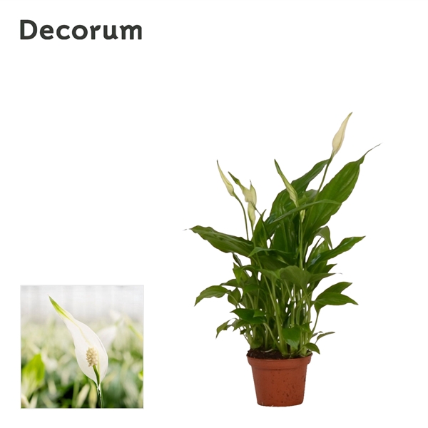 <h4>Spathiphyllum 6,5 cm Chopin Decorum</h4>