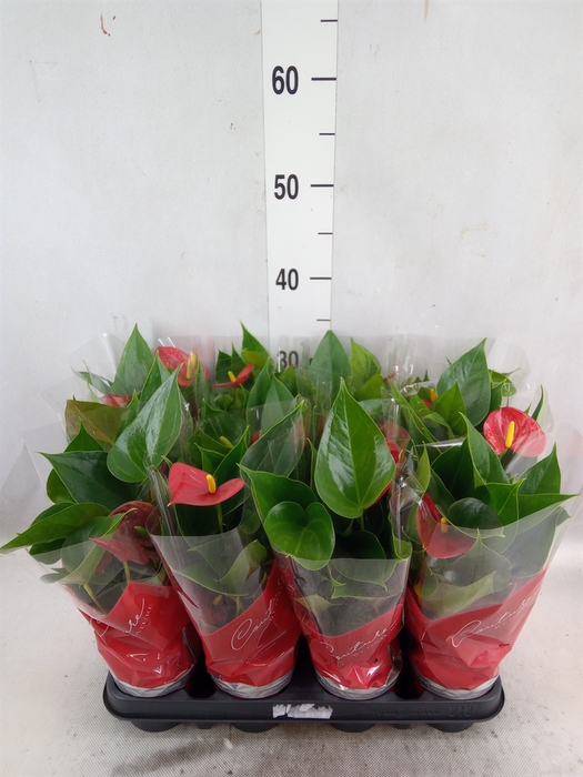 <h4>Anthurium andr. 'Success Red'</h4>