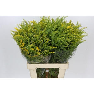 Solidago Golden Glory