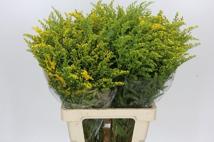 <h4>Solidago Golden Glory</h4>