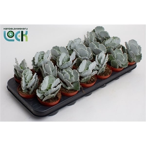 Cotyledon Undulata