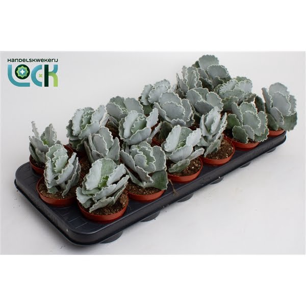 <h4>Cotyledon Undulata</h4>