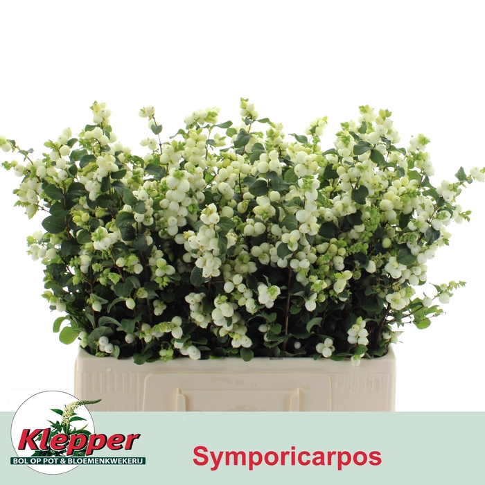 <h4>SYMPHO MAG LEMO LIME</h4>