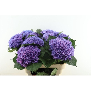 Hydr M Elbtal Blue 60-18