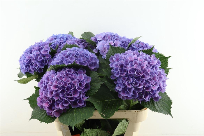<h4>Hydr M Elbtal Blue 60-18</h4>
