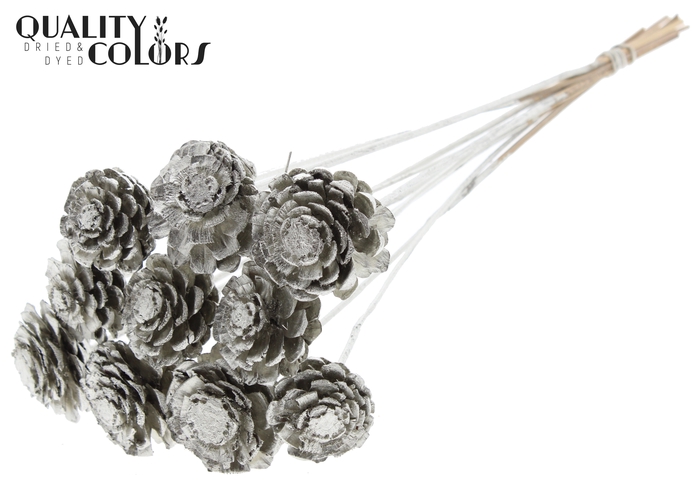 Pine cone cut 5-7cm on stem Platina