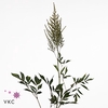 ASTIL (ARENDSII GRP) ERIKA DECOR AS