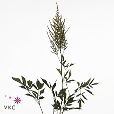 Astil Ar Erika Decor