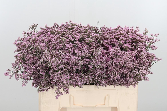 <h4>Lim Saf Oshi Pink</h4>