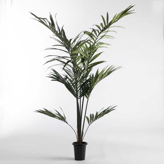 <h4>AF Kentia Palm pot H180cm Gree</h4>