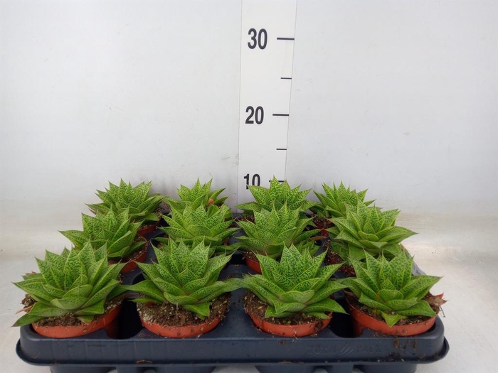 <h4>Gasteria  'D Tiga'</h4>