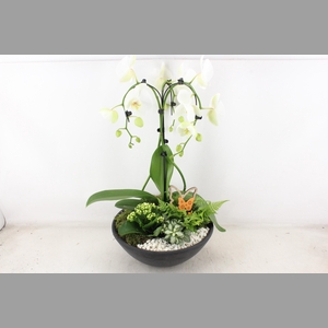 arr2 PL - Ebbischaal x1 paraplu wit