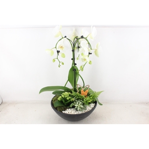 arr2 PL - Ebbischaal x1 paraplu wit